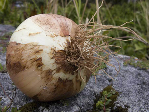 Bermuda-Onion