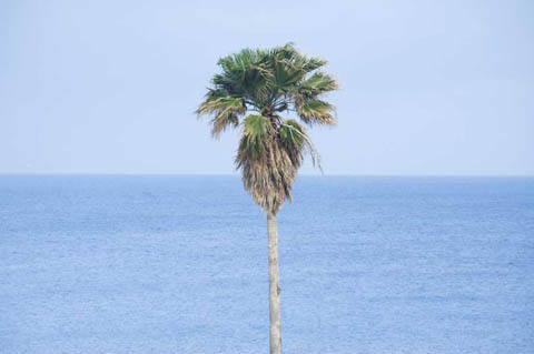 Lone-tree