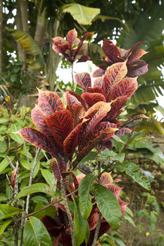 plant