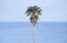 Lone-tree